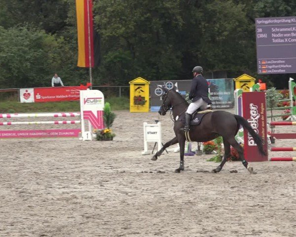 Reitturnier Bad Wildungen 2024