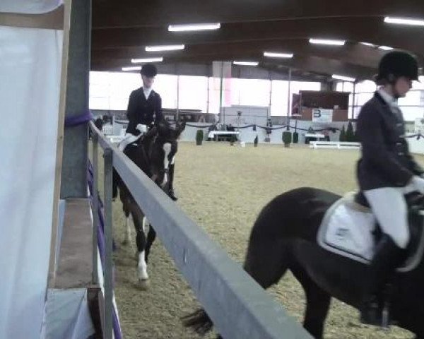 Hallen-Dressur- und Spring-Late-Entry im Reitsportzentrum Gerd Könemann 2013