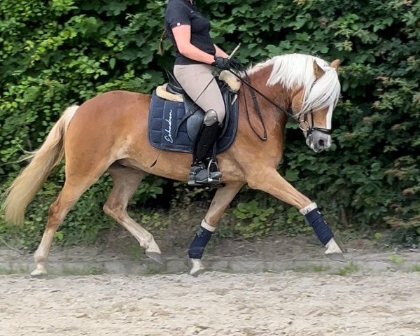 dressage horse Azra 4 (Haflinger, 2019, from Amari) dressage horse Azra 4 (Haflinger, 2019, from Amari)