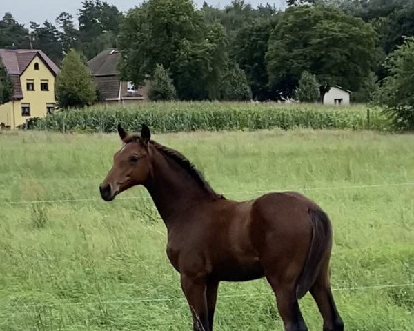 horse Castello Grande (Oldenburg show jumper, 2021, from Casino Grande)