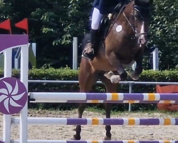 jumper Casall's Carlotta (Holsteiner, 2019, from Casall Ask)