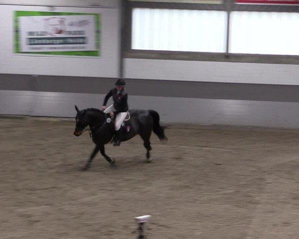 Reitturnier Luhmühlen 2021