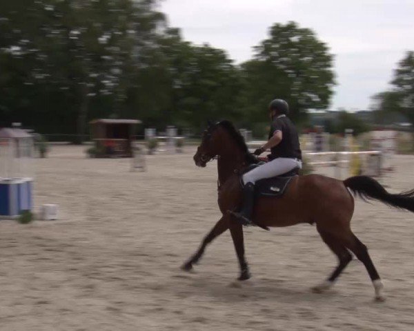 Reitturnier Rot am See Musdorf 2024