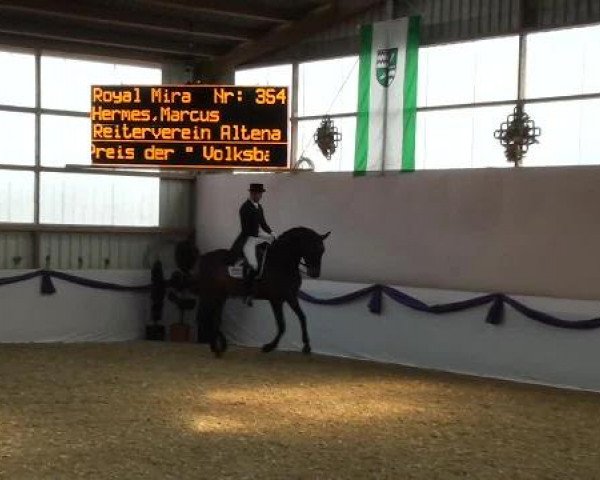 Hallen-Dressur- und Spring-Late-Entry im Reitsportzentrum Gerd Könemann 2013