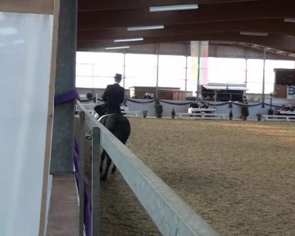 Hallen-Dressur- und Spring-Late-Entry im Reitsportzentrum Gerd Könemann 2013