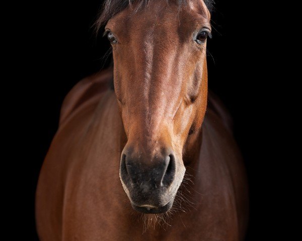 Dressurpferd Little moon (Sächs.-Thür. Schweres Warmbl., 2008, von Lexter *)