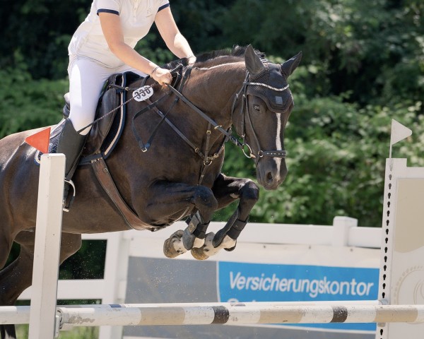 jumper Kew Paradise Z (Zangersheide riding horse, 2015, from Kentucky van 't Ruytershof) jumper Kew Paradise Z (Zangersheide riding horse, 2015, from Kentucky van 't Ruytershof)
