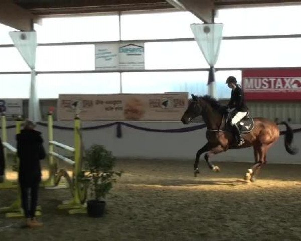 I. Hallen Youngster Turnier des RuF Rhede-Krommert im Reitersportzentrum Gerd Koenemann 2013