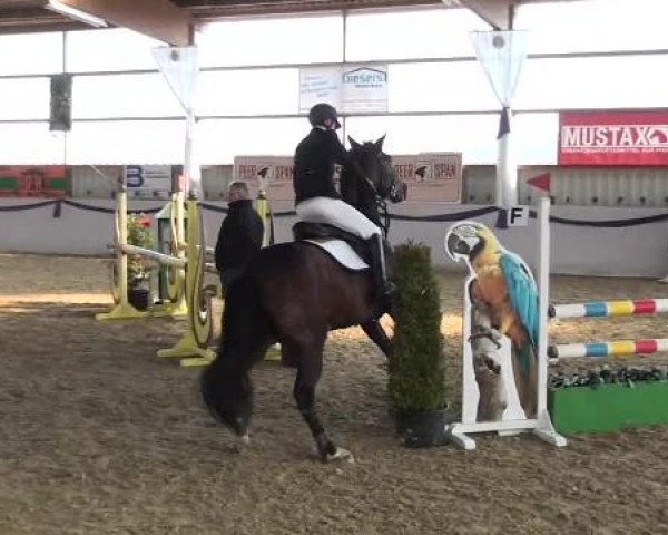 I. Hallen Youngster Turnier des RuF Rhede-Krommert im Reitersportzentrum Gerd Koenemann 2013