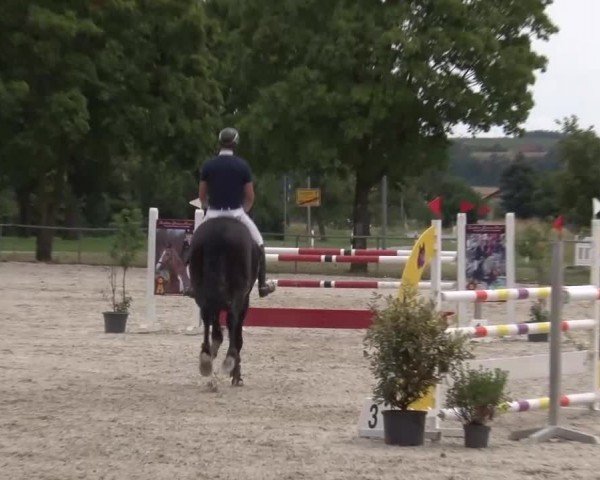 Reitturnier Rot am See Musdorf 2024