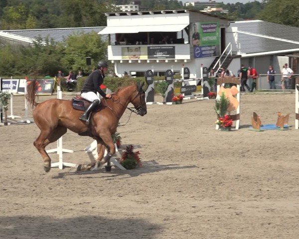 Reitturnier Bad Wildungen 2024