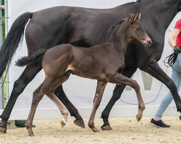 horse Glamourdale Jr. (Westphalian, 2024, from Glamourdale)