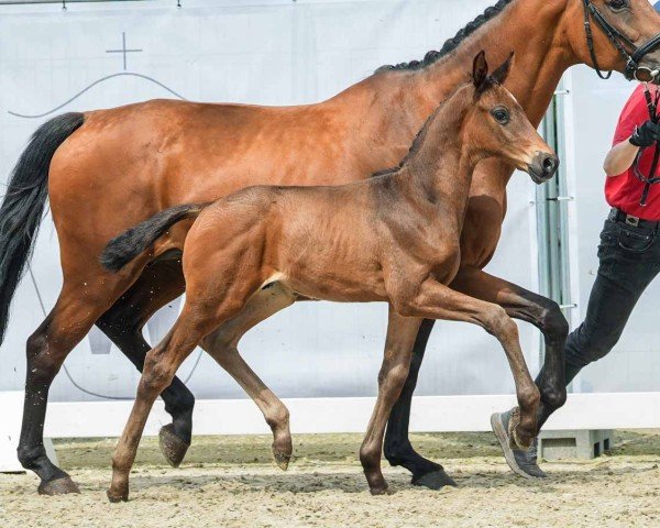 horse Hengst von Escaneno / Johnson (Westphalian, 2024, from Escaneno)