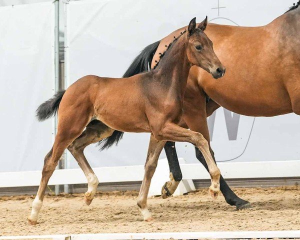 horse Hengst von Diamantenglanz / Ehrenstolz (Westphalian, 2024, from Diamantenglanz)