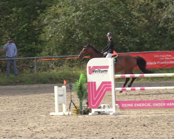 Reitturnier Bad Wildungen 2024