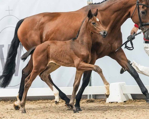 horse ET VOILÀ (Westphalian, 2024, from Escaneno)