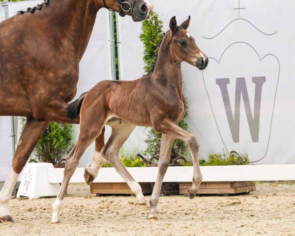 horse Valentino KR (Westphalian, 2024, from V-Power)