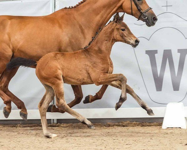 horse Stute von Vision / Fürst Nymphenburg (Westphalian, 2024, from Vision)
