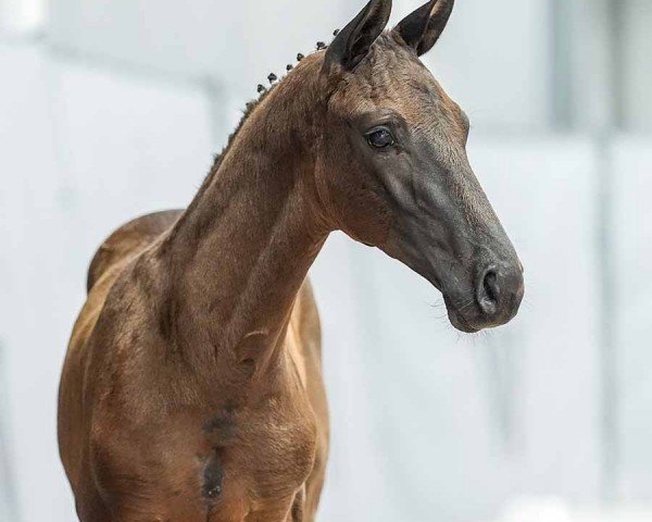 horse Dynamic King (Westphalian, 2024, from Dynamic Dream)