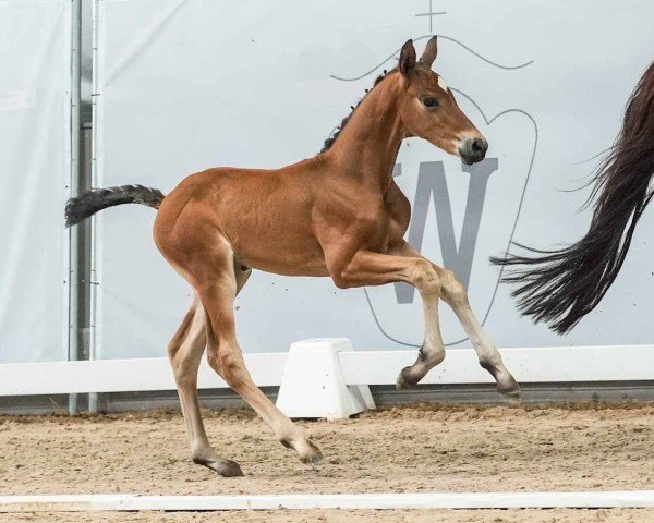 Pferd Diamond 4 you (Westfale, 2024, von Diamantenglanz)