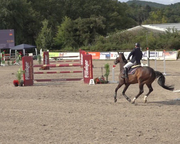 Reitturnier Bad Wildungen 2024