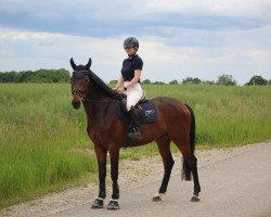 Springpferd Urmel (Deutsches Sportpferd, 2020, von Uno I)