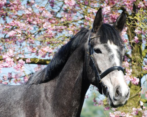 jumper Calvari (Oldenburg show jumper, 2012, from Clintissimo 197 FIN)