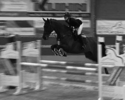 broodmare Zalina (anglo european sporthorse, 2004, from Ravanelli)
