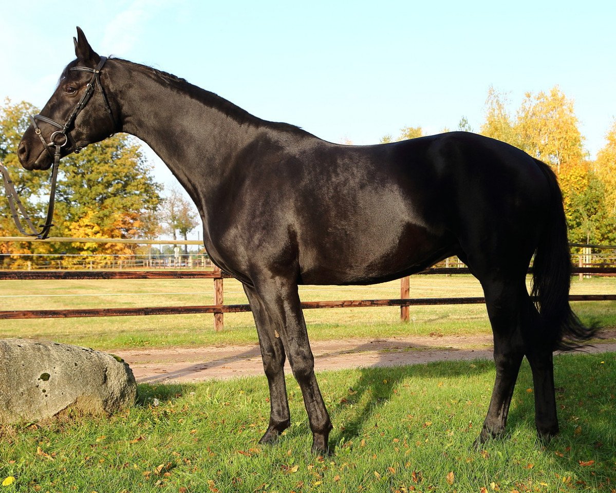 broodmare Hoheit (Hanoverian, 2005, from Hohenstein I)