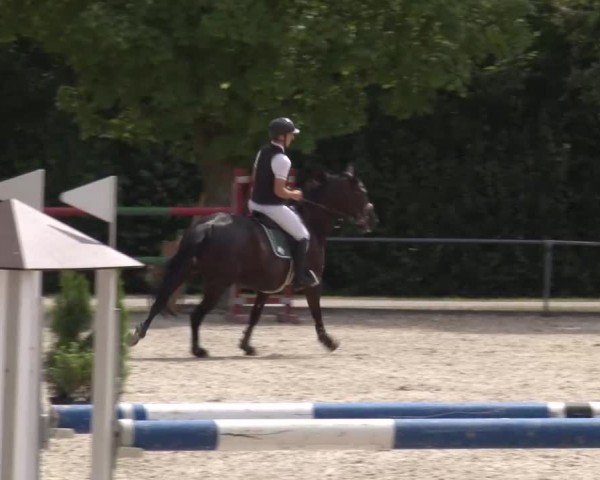 Reitturnier Rot am See Musdorf 2024
