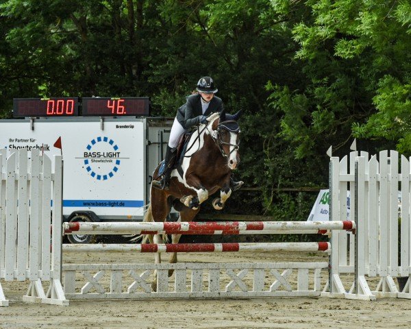 Cavallo da salto Knockavalla Boy 2 (sconosciuto, 2011)