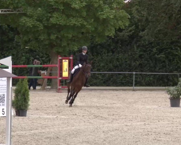 Reitturnier Rot am See Musdorf 2024