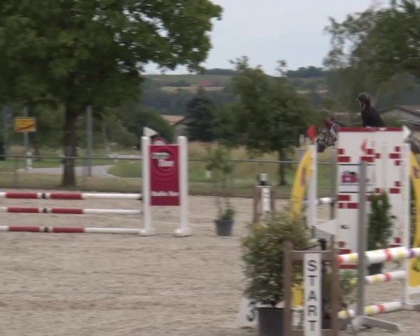 Reitturnier Rot am See Musdorf 2024