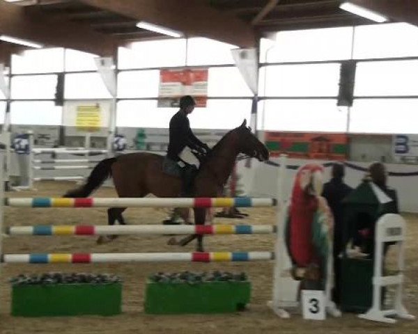 I. Hallen Youngster Turnier des RuF Rhede-Krommert im Reitersportzentrum Gerd Koenemann 2013