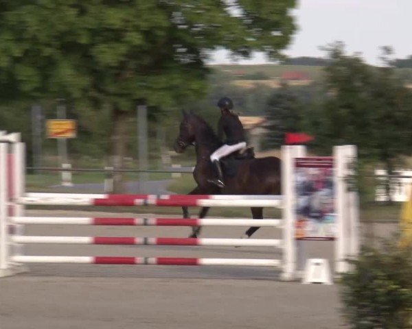 Reitturnier Rot am See Musdorf 2024