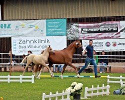 horse De la Gold (Westphalian, 2024, from Diamantino Gold T)