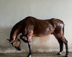 horse Zunoflaire (KWPN (Royal Dutch Sporthorse), 2004, from Numero Uno)