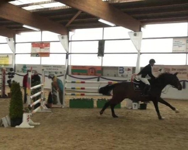 I. Hallen Youngster Turnier des RuF Rhede-Krommert im Reitersportzentrum Gerd Koenemann 2013