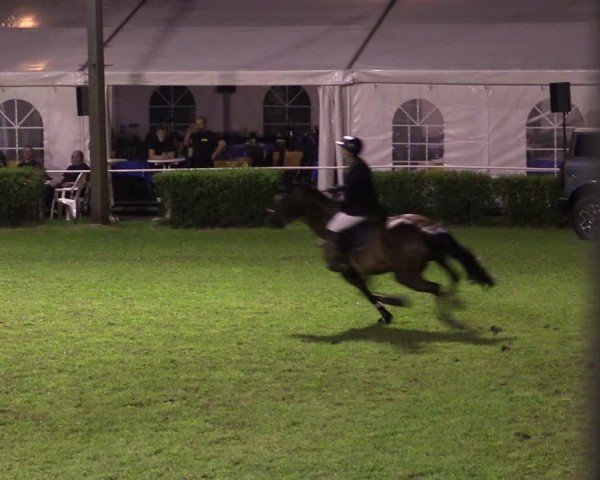 Reitturnier Etingen 2024