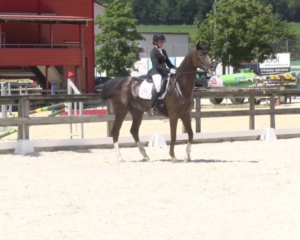 Reitturnier Balsthal 2024