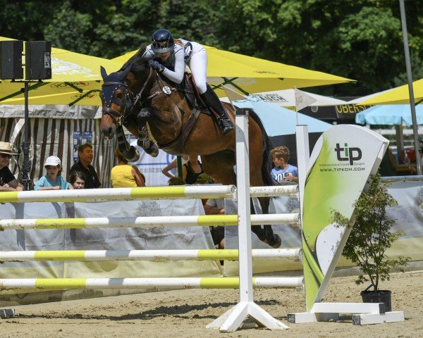 Zuchtstute Casaleezza M (Oldenburger Springpferd, 2016, von Casalido)