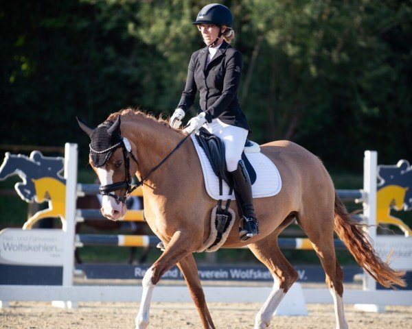 dressage horse Bodethal's Donna Double (German Riding Pony, 2020, from Dornik-Double)