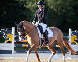 dressage horse Bodethal's Donna Double (German Riding Pony, 2020, from Dornik-Double)