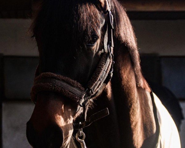 Pferd Topaz 22 (Westfale, 2016, von Toliva)
