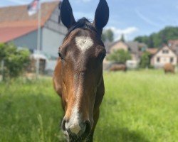 dressage horse Royal Heart B (Hanoverian, 2018, from Rotspon)