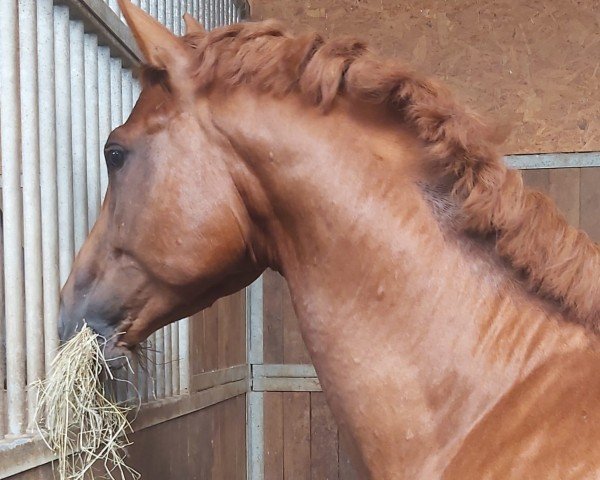 Pferd Manapi (Russisch Trakehner, 2020, von Sakas)
