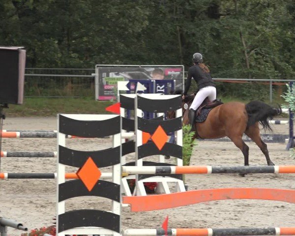 Reitturnier Bad Wildungen 2024