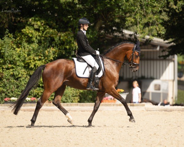 dressage horse Dacapo 315 (Hanoverian, 2019, from Da Costa)