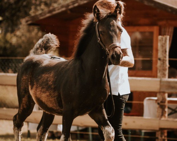 broodmare Veritas Hot Hanya (Welsh-Cob (Sek. D), 2024, from Glyncoch Desert Prince)