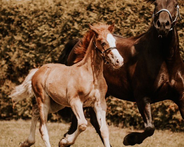 stallion Veritas Red Rayman (Welsh-Cob (Sek. D), 2024, from Ruska Red Rooster)
